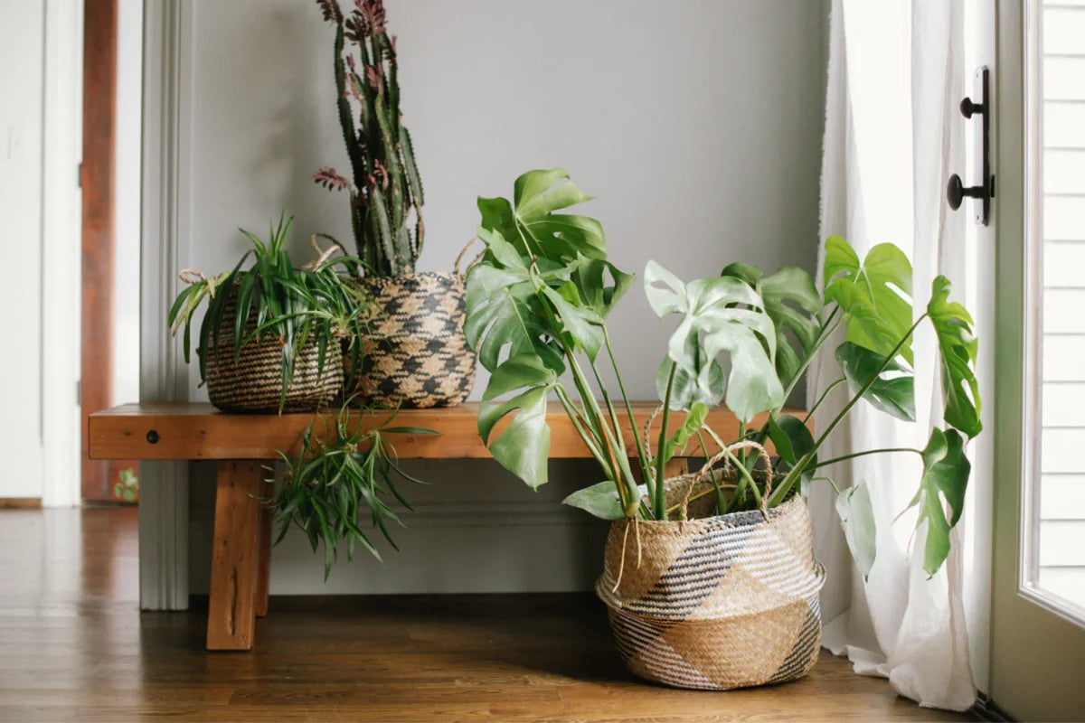 multi tier indoor plant stand 5 Tier Indoor Plant Stand main image 1