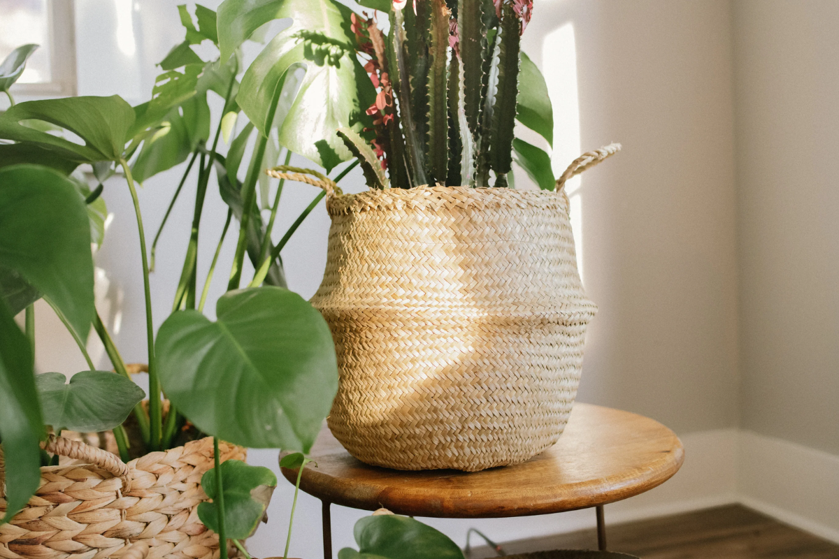 5 Best Woven Plant Baskets to Elevate Your Indoor Space