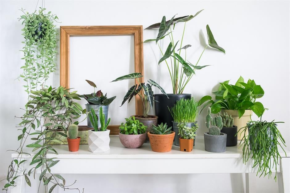 5 Indoor Plant Ideas For Small Spaces To Maximize Your Home