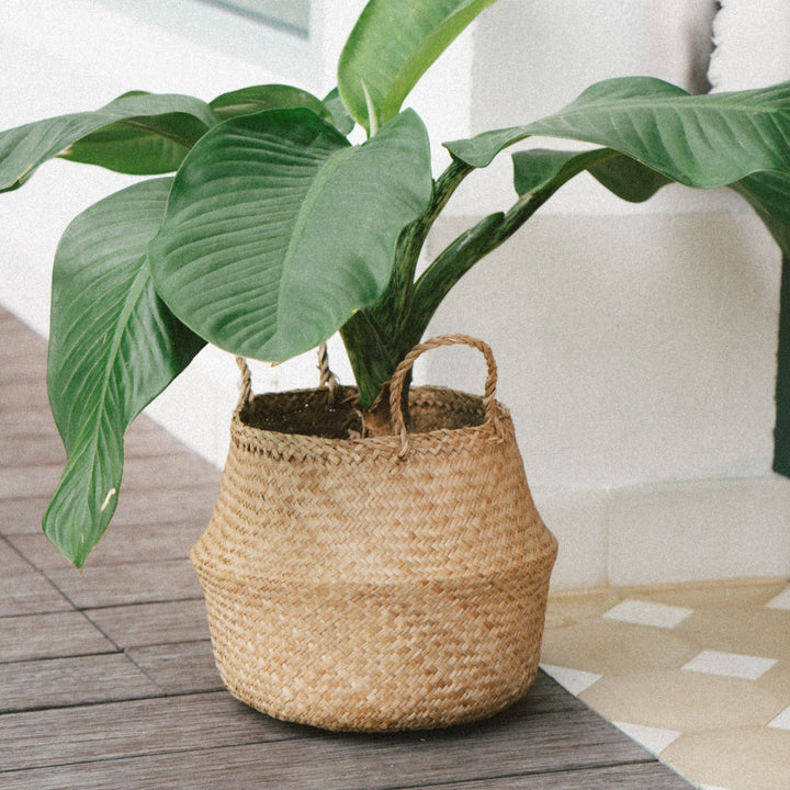 Pressed seagrass wicker planter vase filled with large plant outside