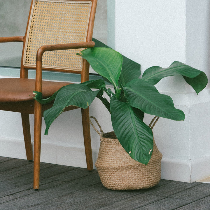 Artera natural seagrass plant basket with a plant inside placed outdoors near a chair