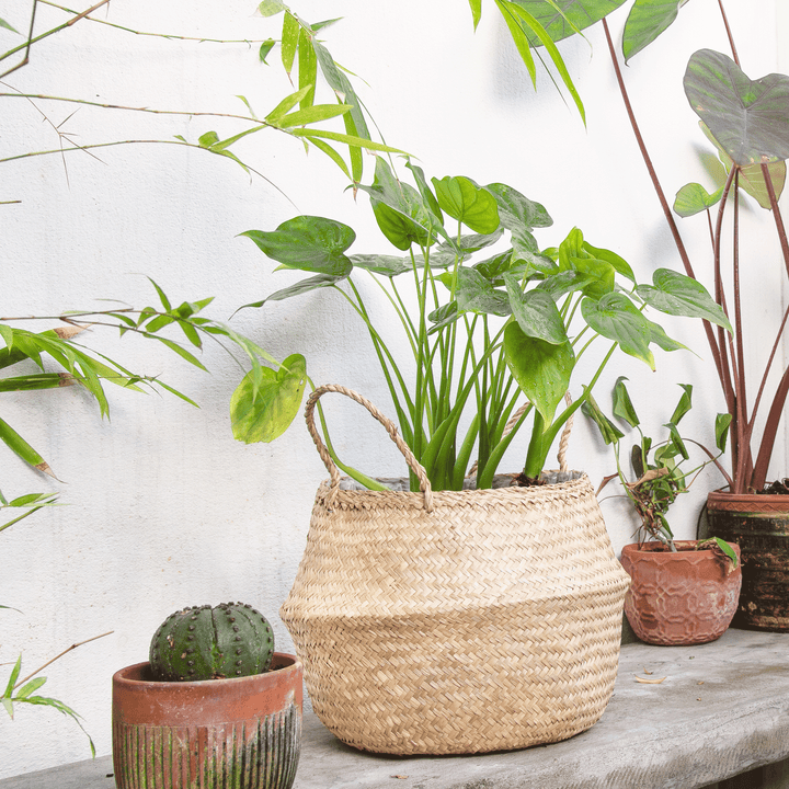 Neutral seagrass wicker vase planter storing a plant outside