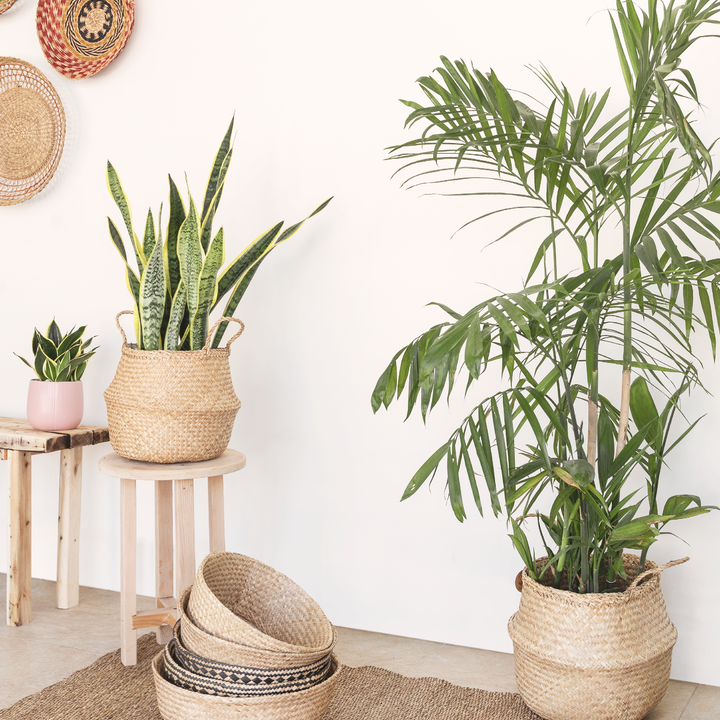 Two neutral seagrass wicker planter vases, one is one of a stool, one is on the floor