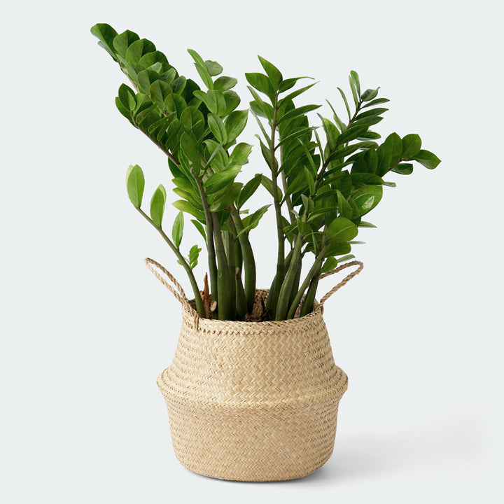 Artera natural seagrass plant basket with a plant inside